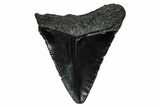 Serrated, Juvenile Megalodon Tooth - South Carolina #340743-1